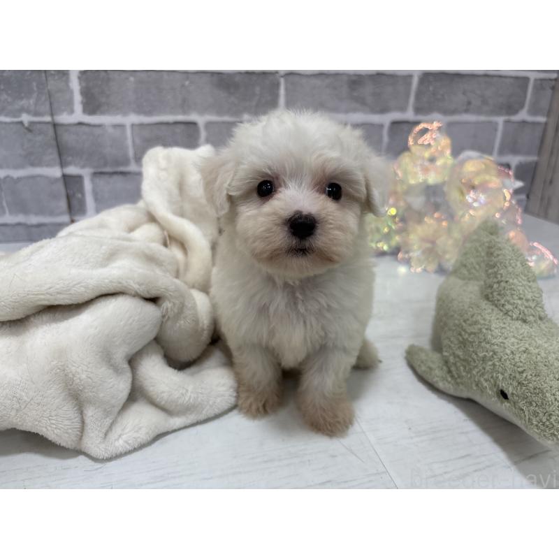 販売中の東京都のミックス犬-430434の13枚目