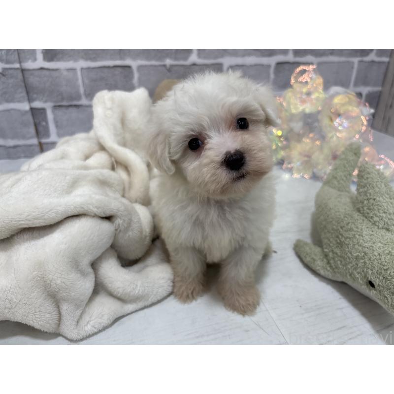 販売中の東京都のミックス犬-430434の12枚目