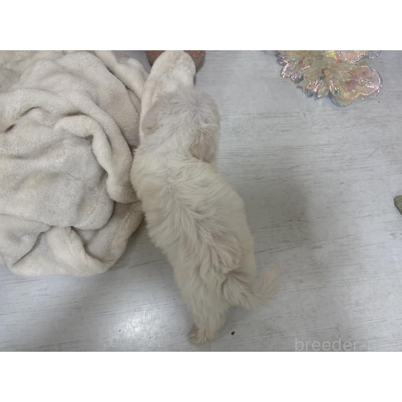 販売中の東京都のミックス犬-430434の11枚目