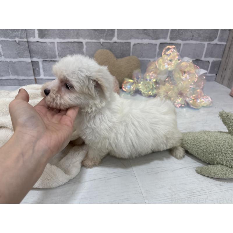 販売中の東京都のミックス犬-430434の10枚目