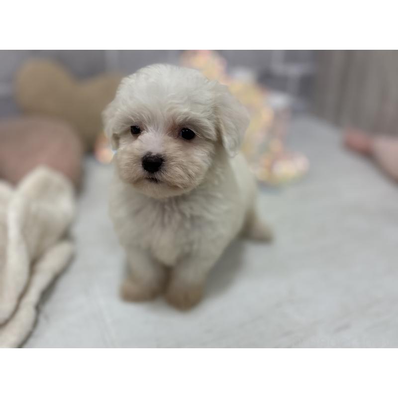 販売中の東京都のミックス犬-430434の9枚目