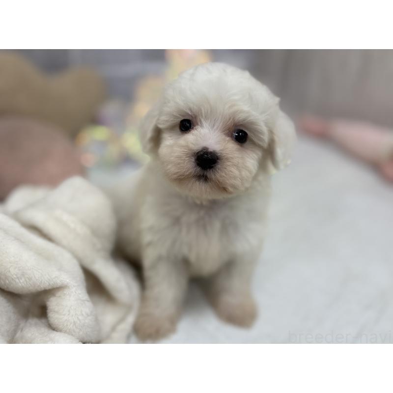 販売中の東京都のミックス犬-430434の8枚目