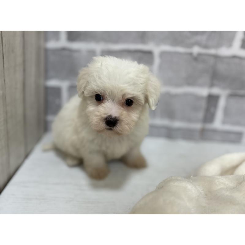 販売中の東京都のミックス犬-430434の7枚目