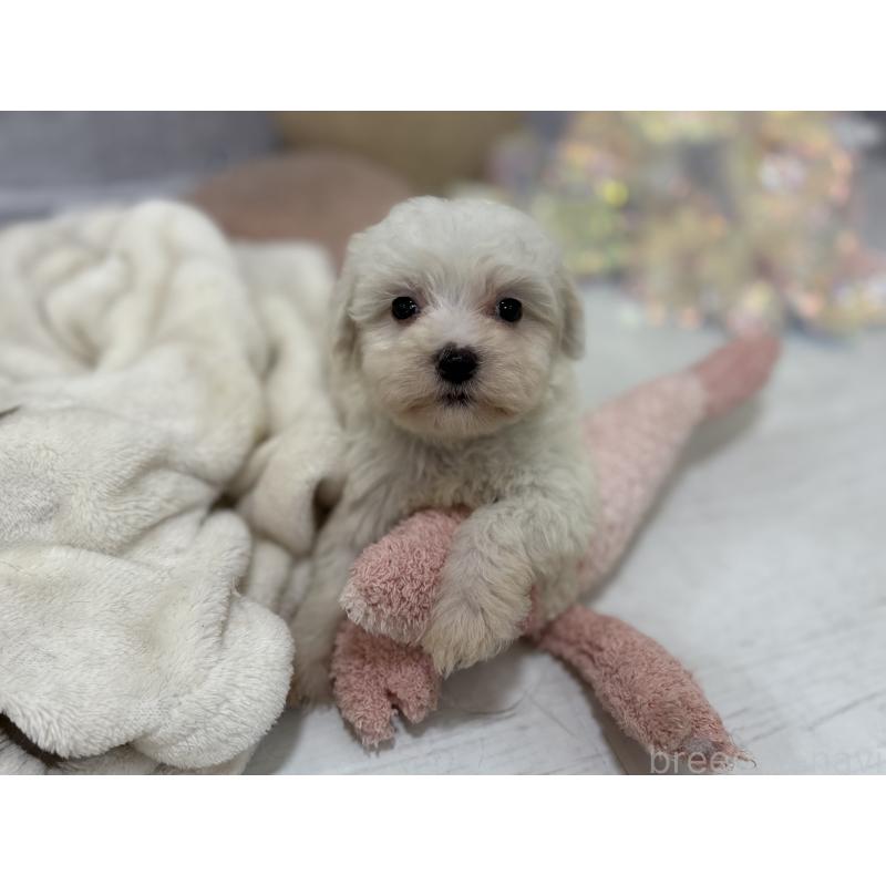 販売中の東京都のミックス犬-430434の6枚目