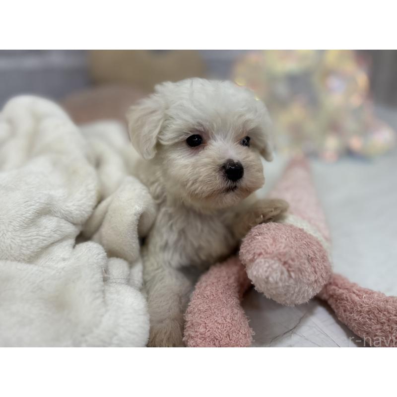 販売中の東京都のミックス犬-430434の5枚目