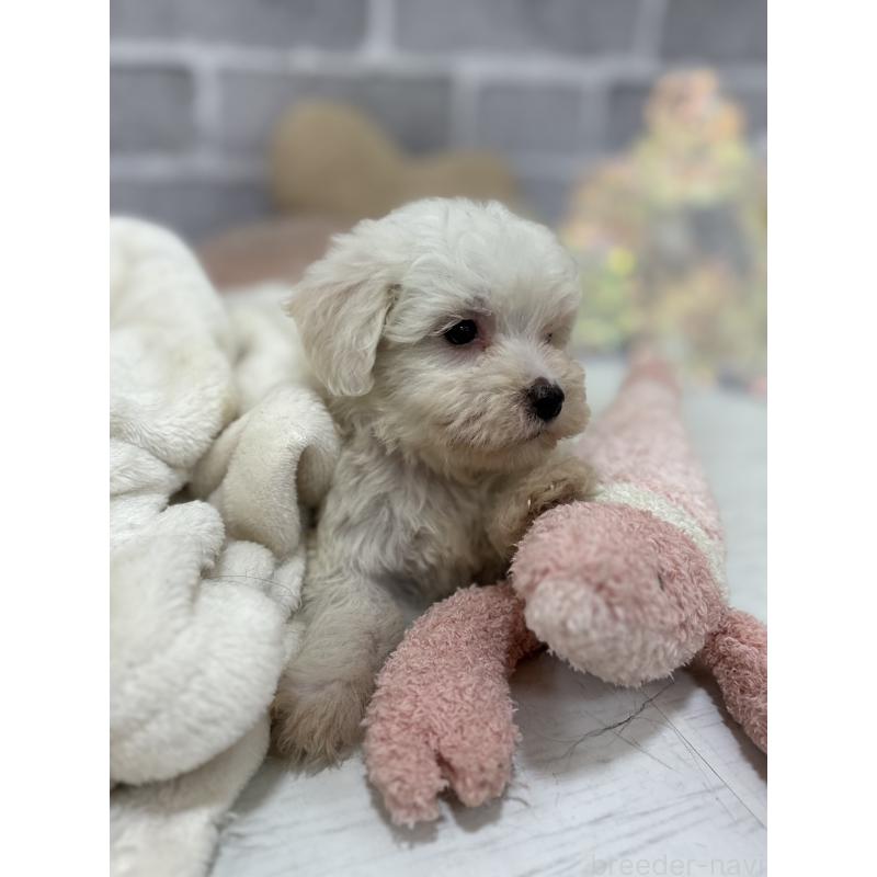 販売中の東京都のミックス犬-430434の4枚目