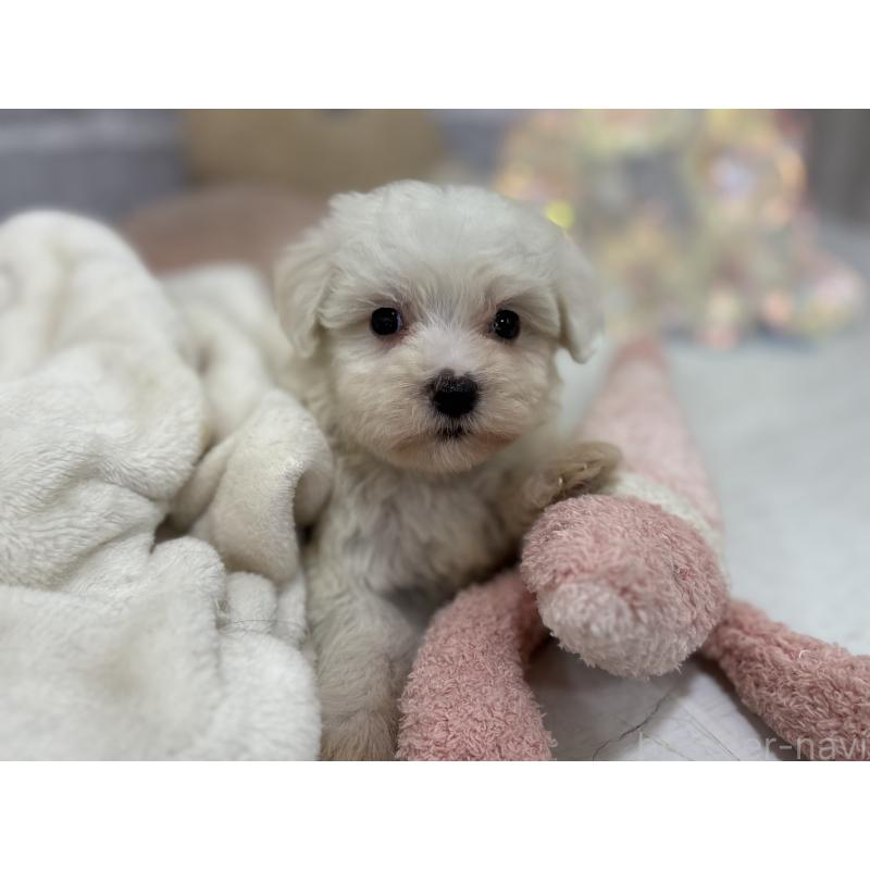 販売中の東京都のミックス犬-430434の3枚目