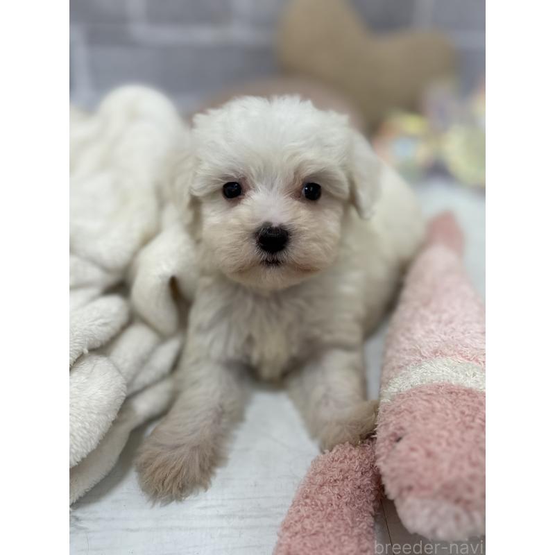 販売中の東京都のミックス犬-430434の2枚目