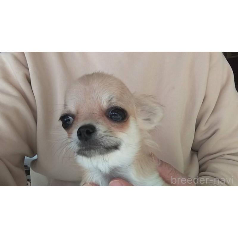 販売中の愛知県のチワワ(ロングコート)-400710