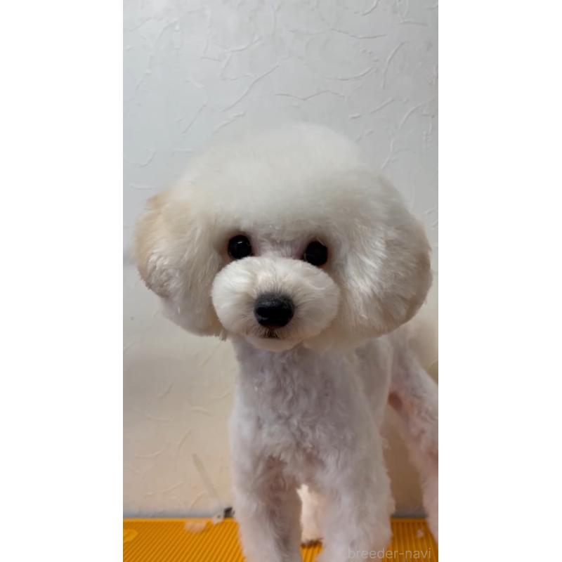 販売中の愛知県のタイニープードル-404797の4枚目