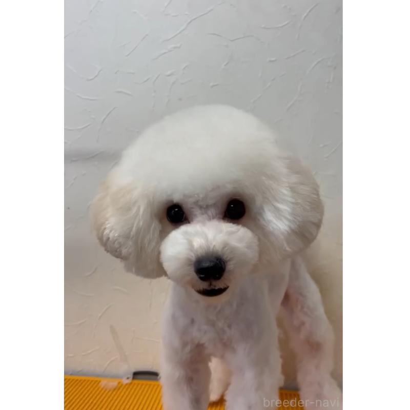 販売中の愛知県のタイニープードル-404797の3枚目