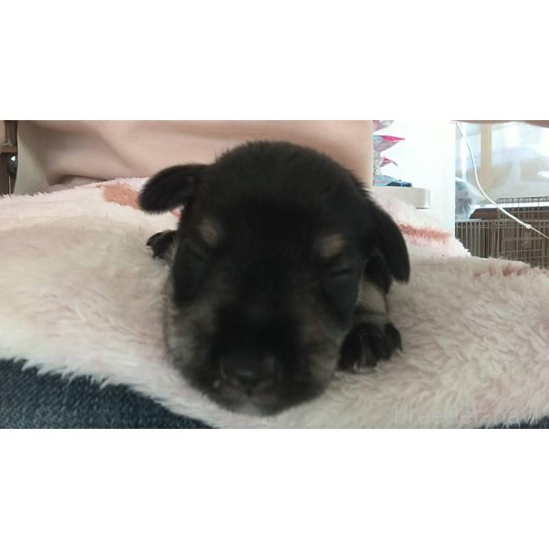 販売中の愛知県のミニチュアシュナウザー-430437