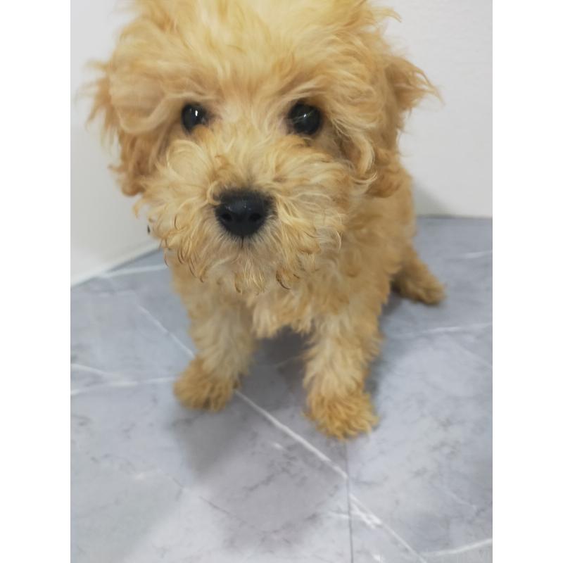 成約済の宮崎県のティーカッププードル-424107の1枚目