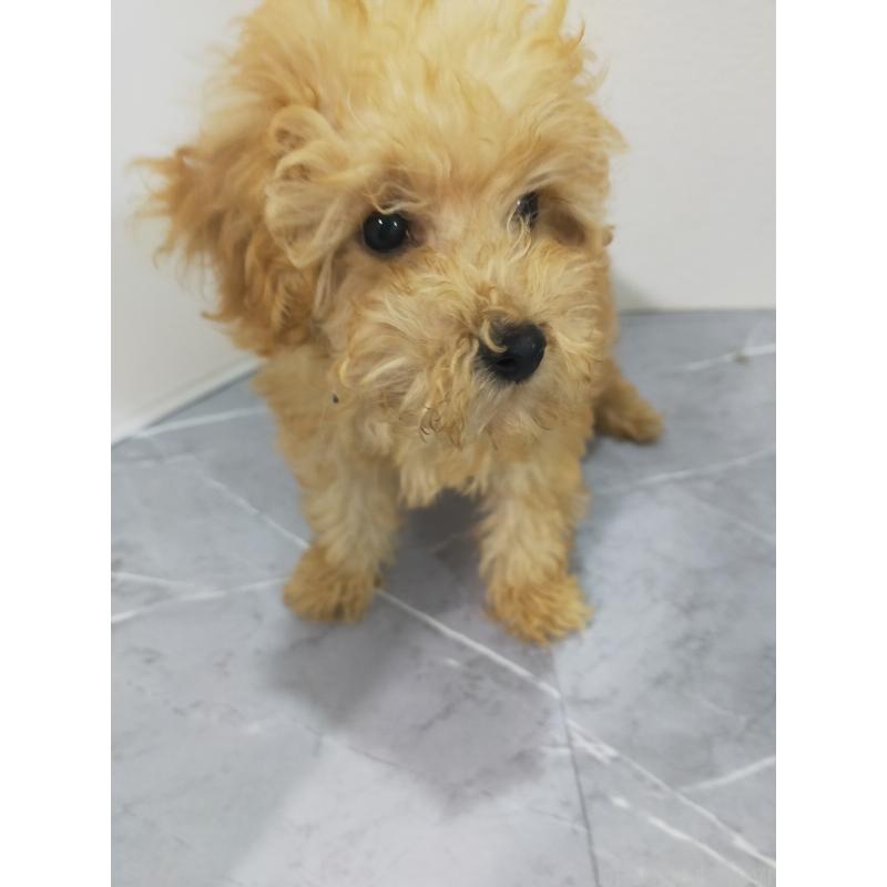 成約済の宮崎県のティーカッププードル-424107の4枚目