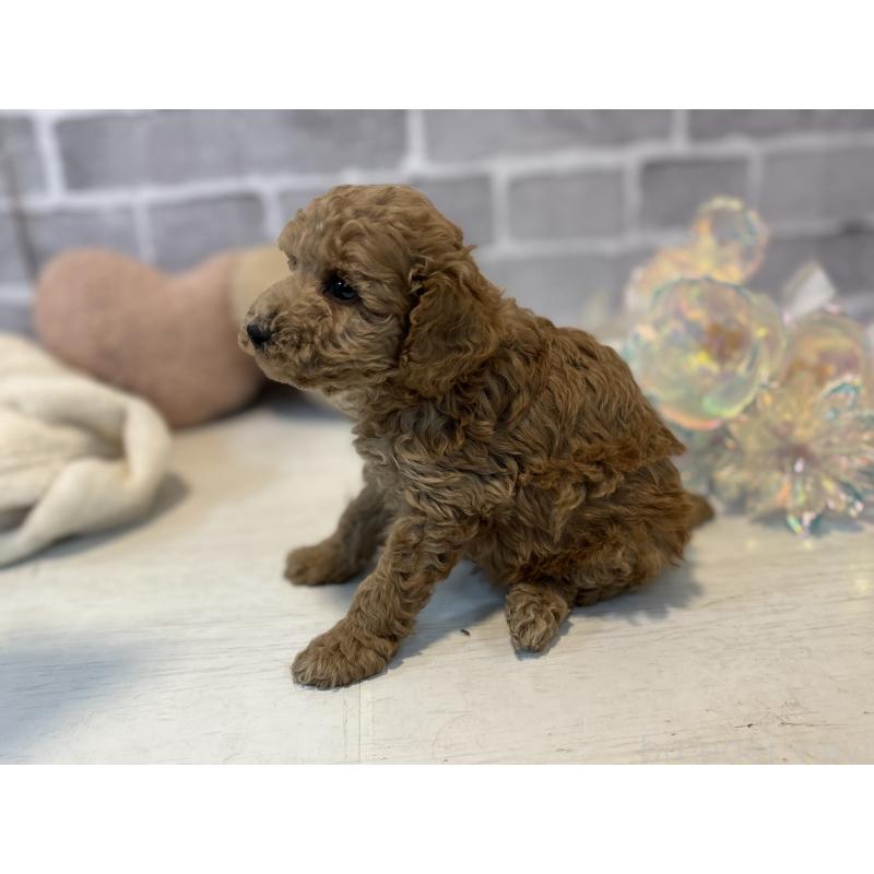 販売中の東京都のトイプードル-430446の9枚目