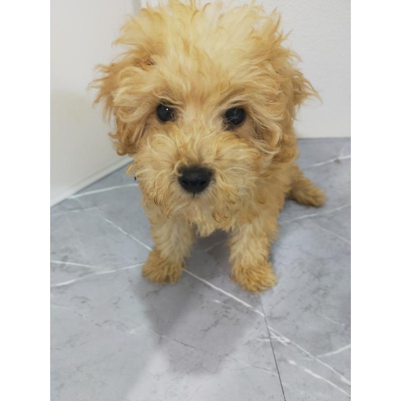 成約済の宮崎県のティーカッププードル-424107の3枚目