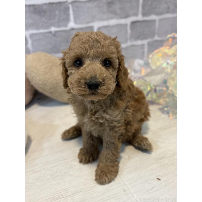 販売中の東京都のトイプードル-430446の8枚目