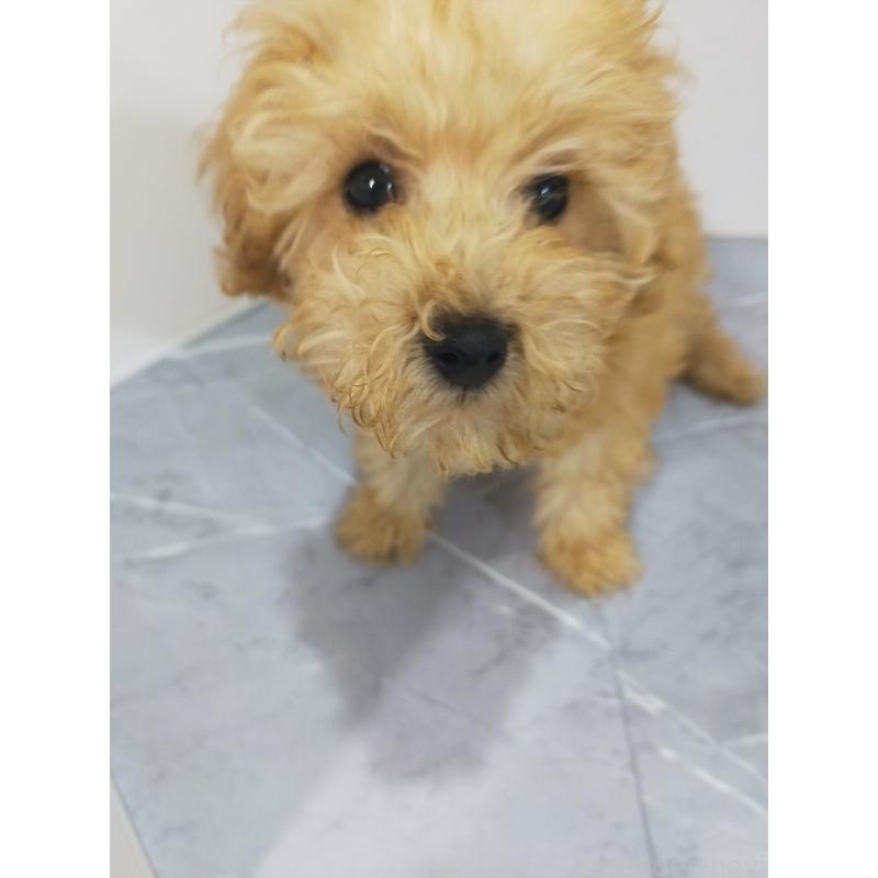 成約済の宮崎県のティーカッププードル-424107の2枚目