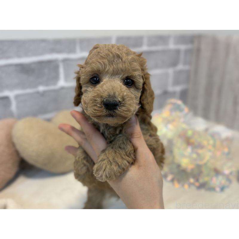 販売中の東京都のトイプードル-430446の7枚目