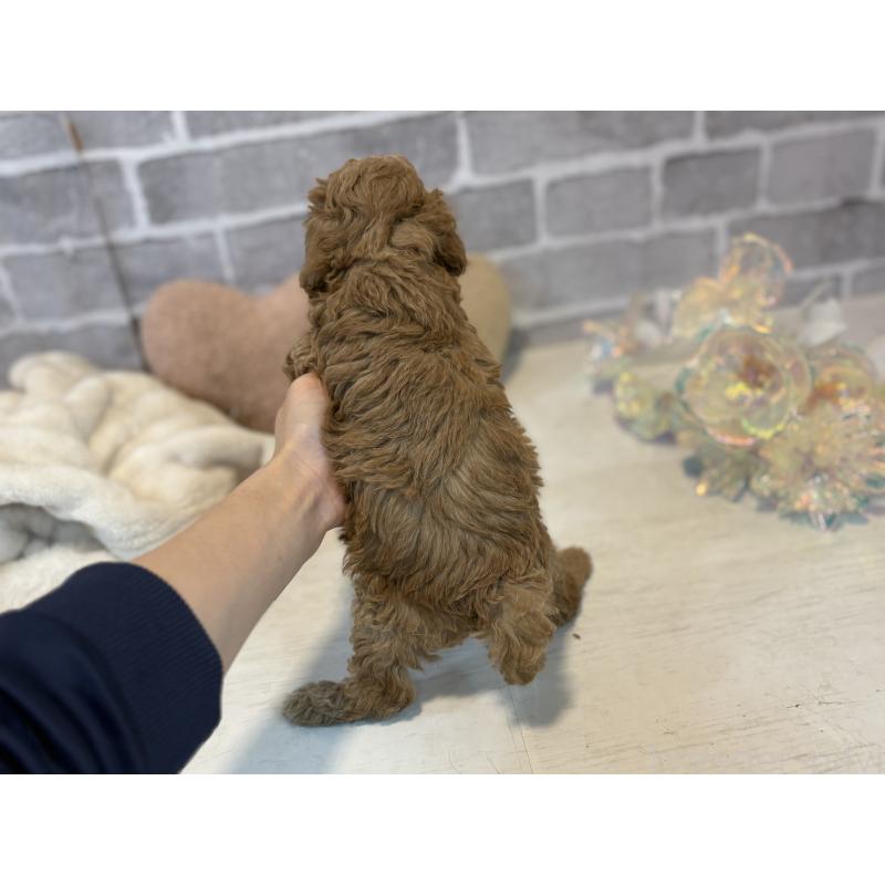 販売中の東京都のトイプードル-430446の6枚目