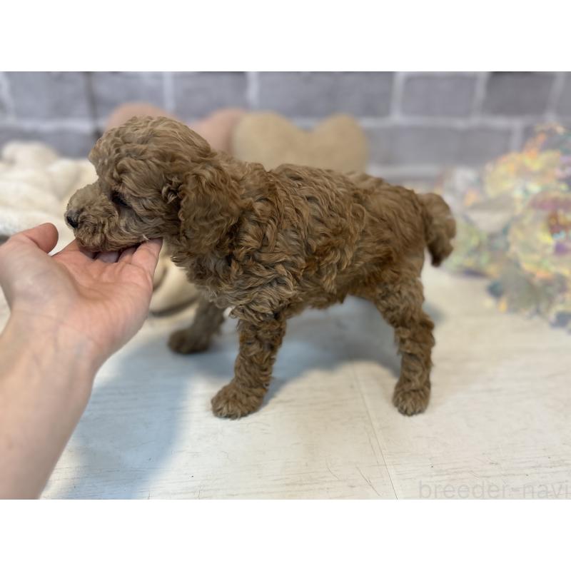 販売中の東京都のトイプードル-430446の5枚目