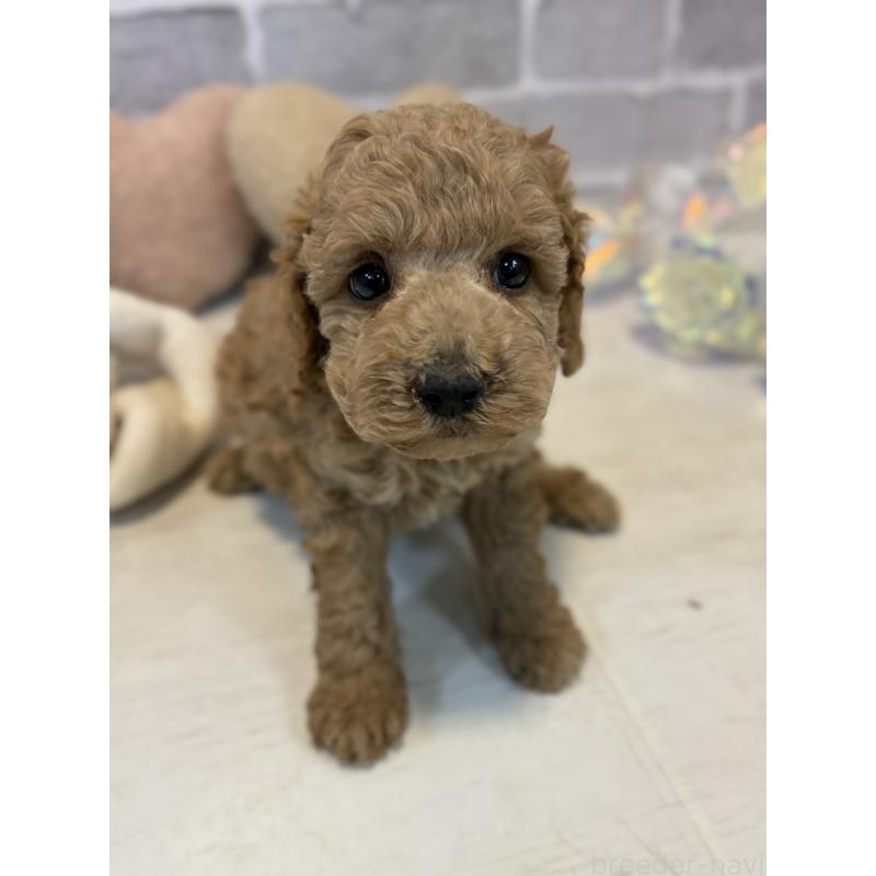 販売中の東京都のトイプードル-430446の4枚目