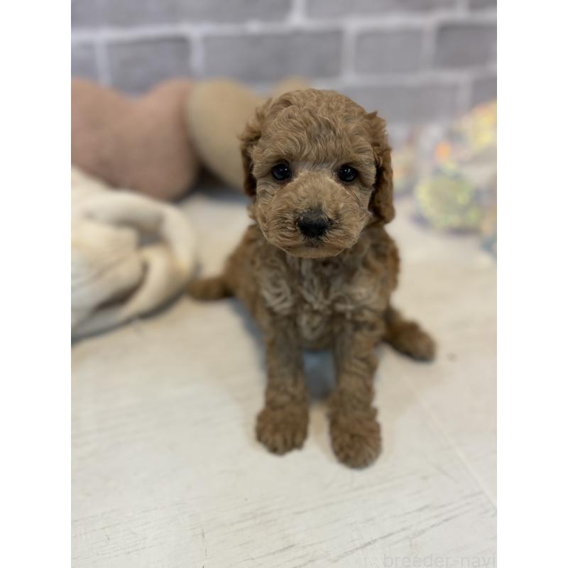 販売中の東京都のトイプードル-430446の3枚目