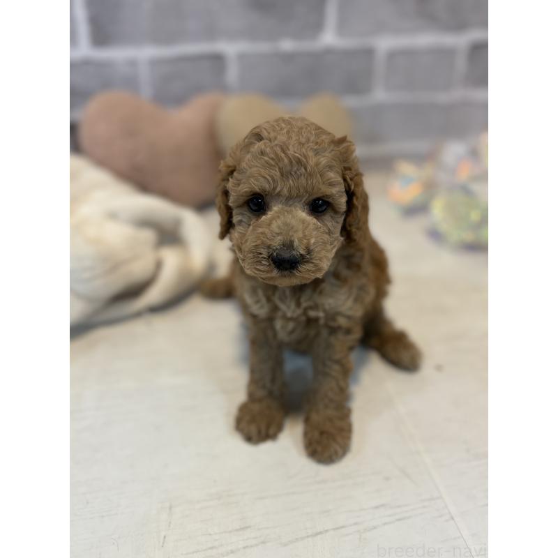 販売中の東京都のトイプードル-430446の2枚目