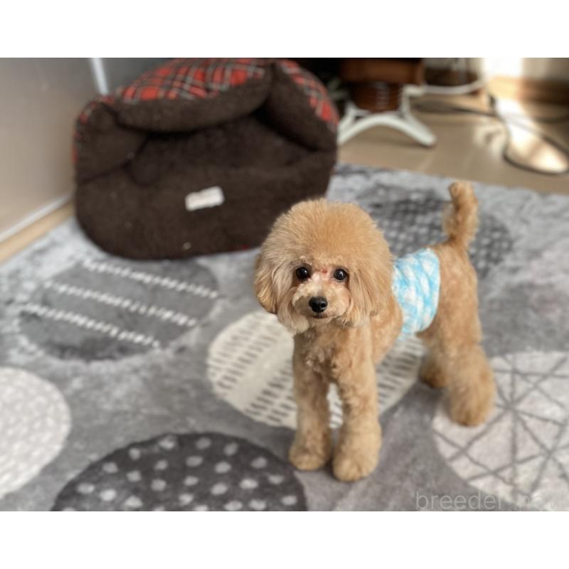 販売中の愛知県のティーカッププードル-388014の4枚目