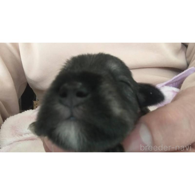 販売中の愛知県のミニチュアシュナウザー-430443