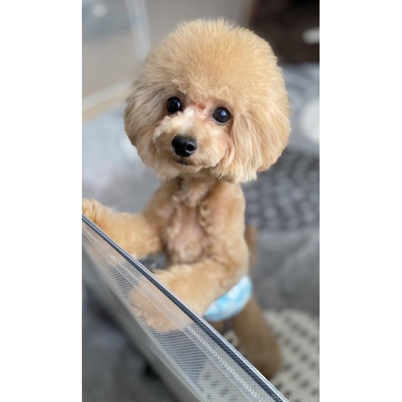 販売中の愛知県のティーカッププードル-388014