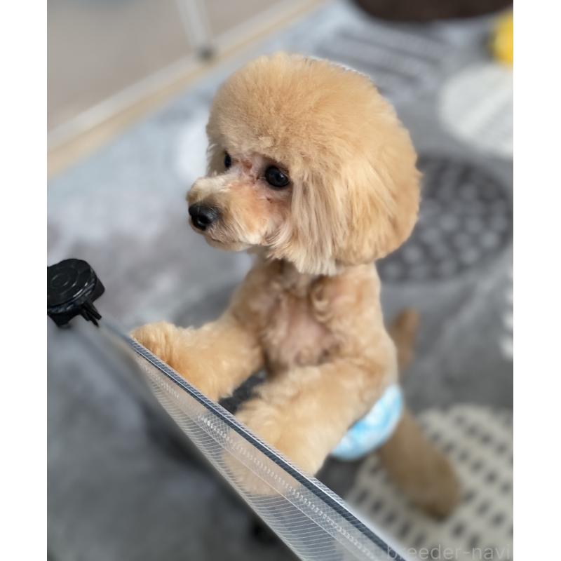 販売中の愛知県のティーカッププードル-388014の2枚目