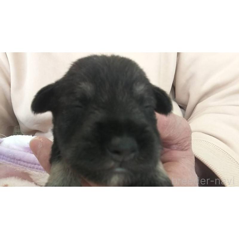 販売中の愛知県のミニチュアシュナウザー-430447の1枚目