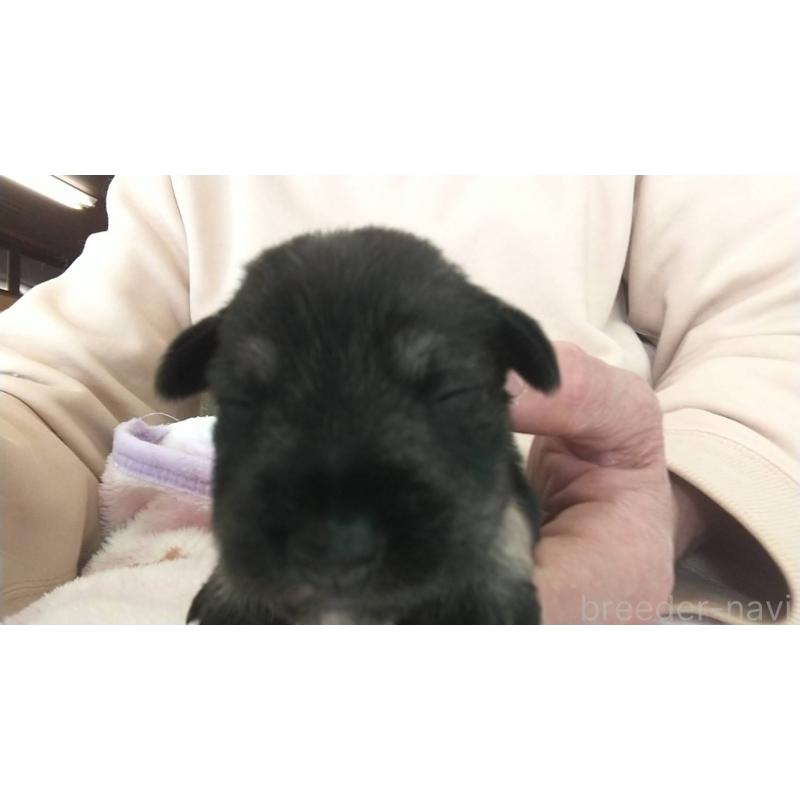 販売中の愛知県のミニチュアシュナウザー-430447の2枚目