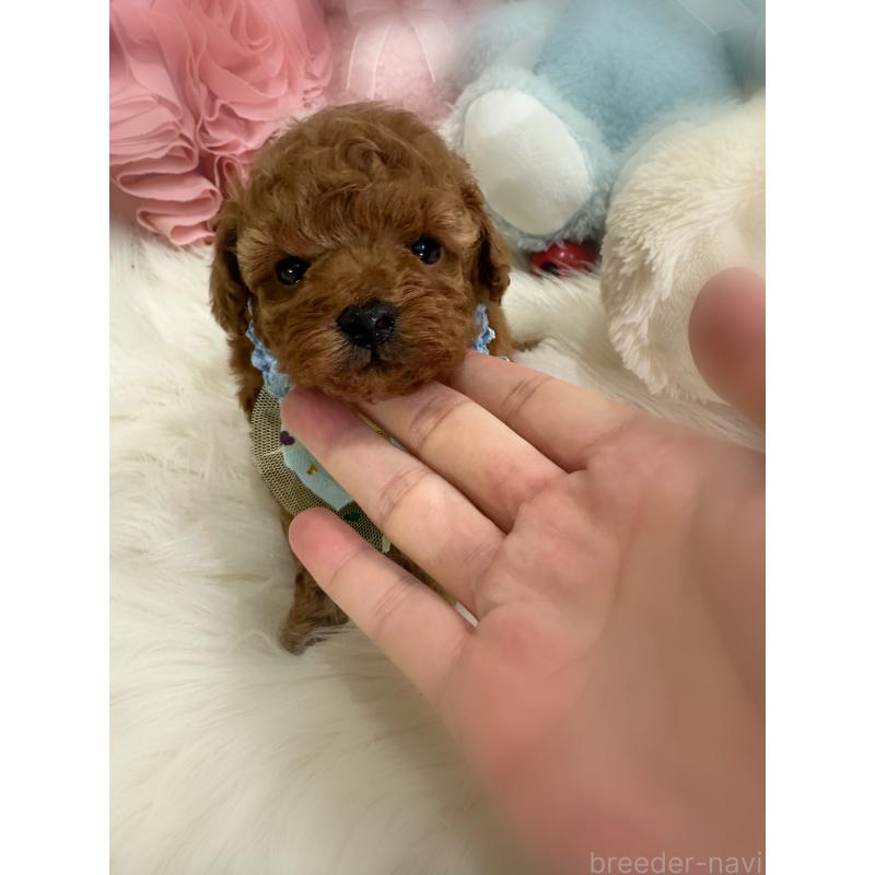 販売中の香川県のトイプードル-430498の5枚目