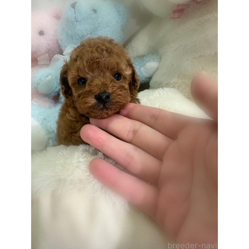 販売中の香川県のトイプードル-430498の4枚目