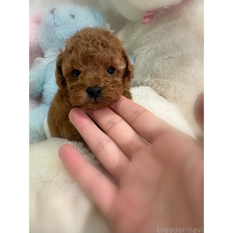 販売中の香川県のトイプードル-430498の2枚目