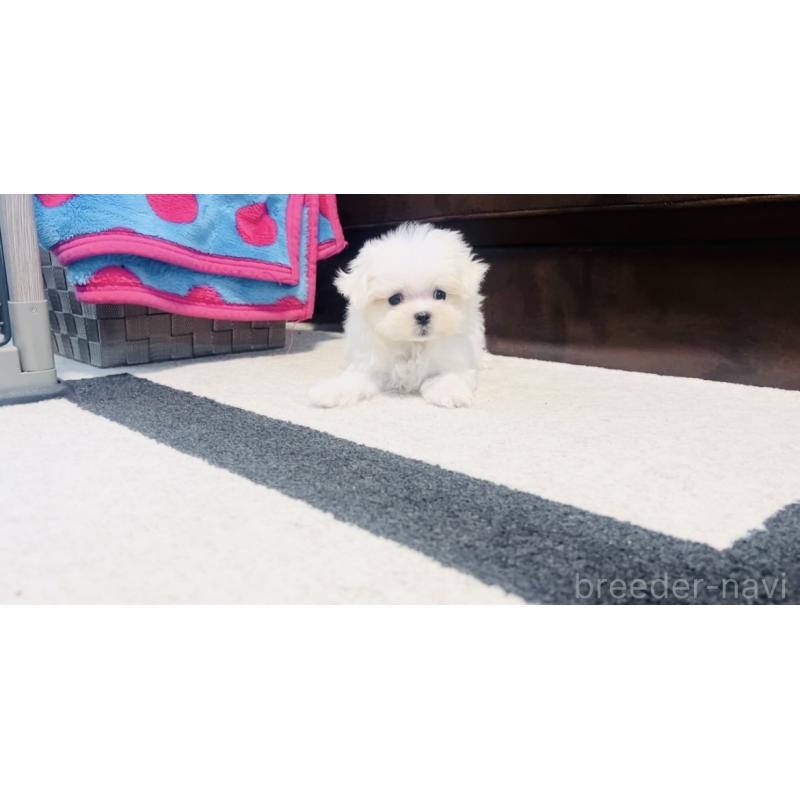 成約済の福岡県のマルチーズ-426883の11枚目