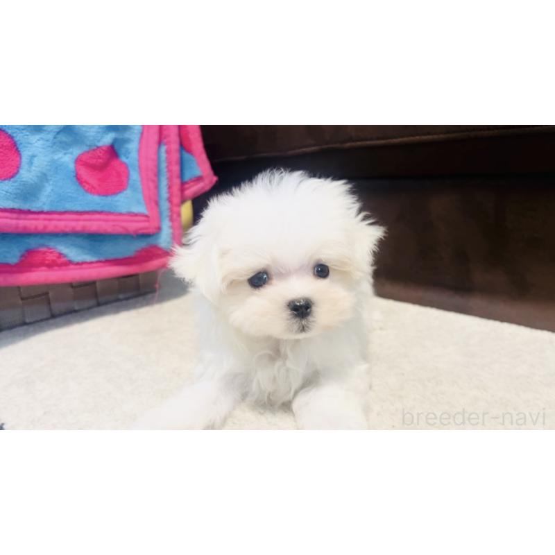 成約済の福岡県のマルチーズ-426883の9枚目