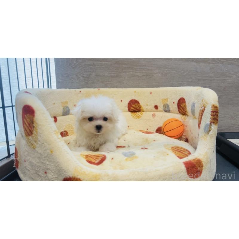 成約済の福岡県のマルチーズ-426883の8枚目