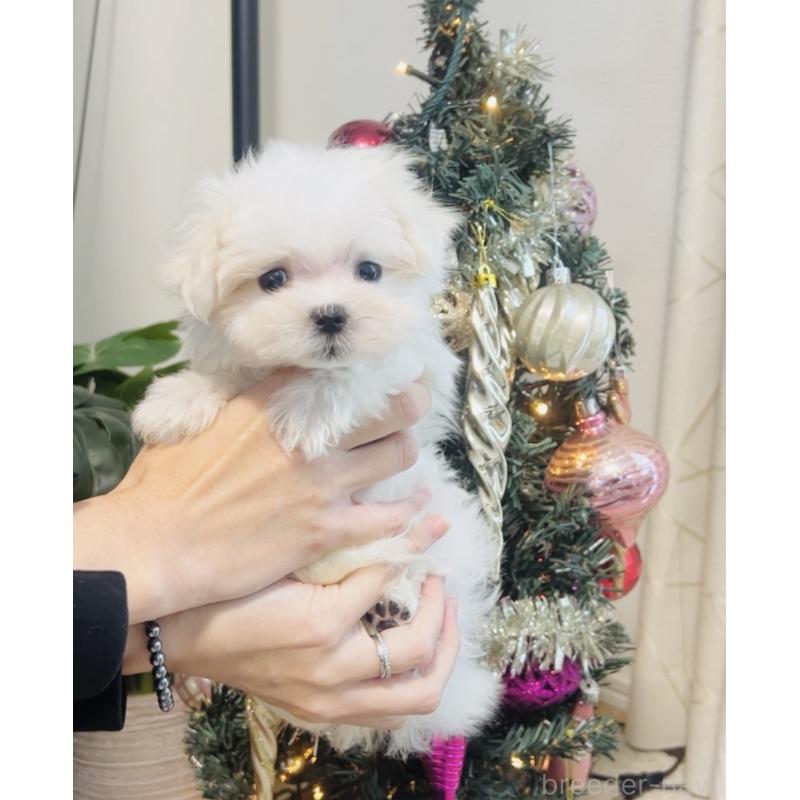 成約済の福岡県のマルチーズ-426883の7枚目