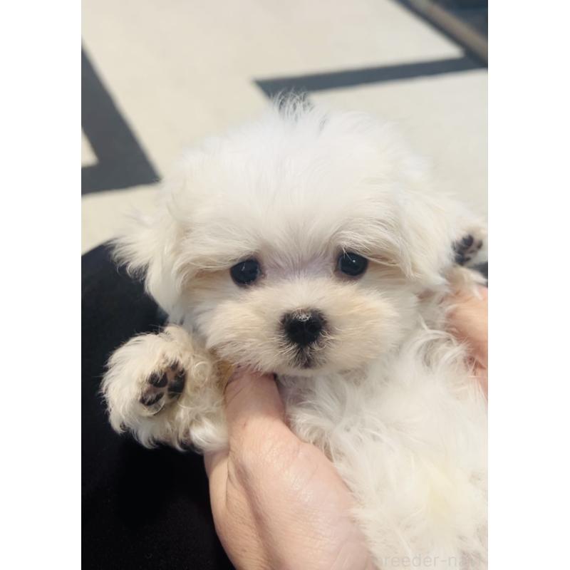 成約済の福岡県のマルチーズ-426883の6枚目