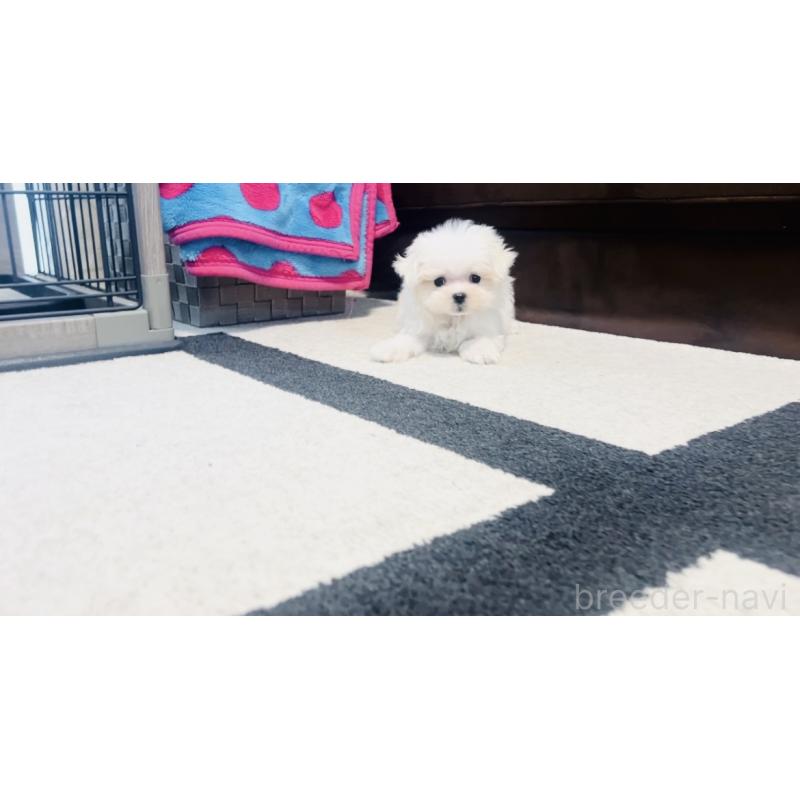 成約済の福岡県のマルチーズ-426883の5枚目