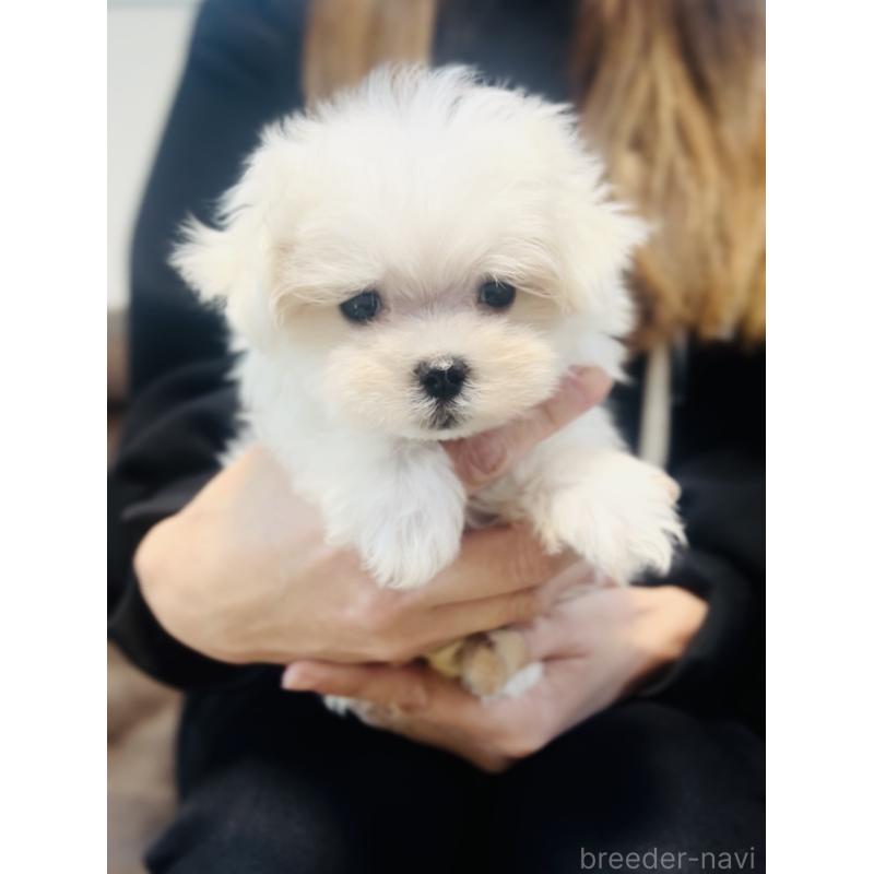 成約済の福岡県のマルチーズ-426883の4枚目