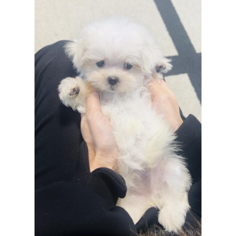 成約済の福岡県のマルチーズ-426883の3枚目