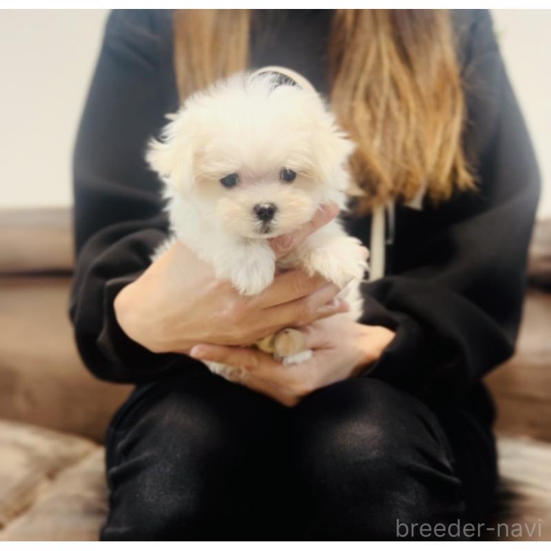 成約済の福岡県のマルチーズ-426883の2枚目