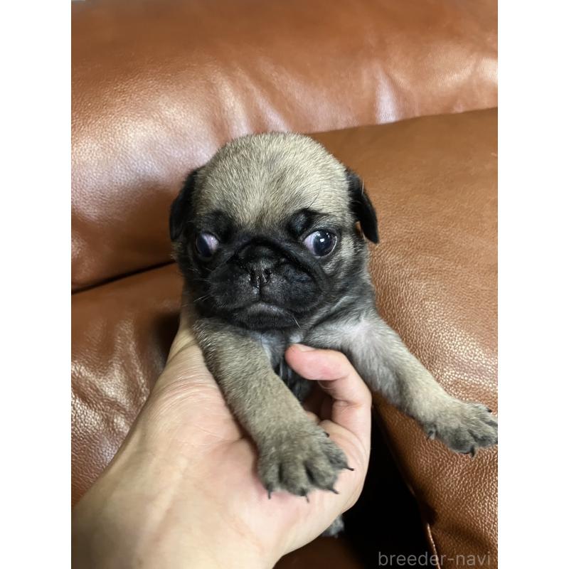 販売中の群馬県のパグ-430455の8枚目