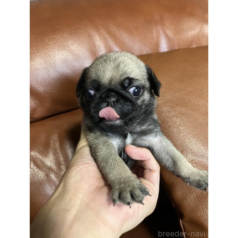 販売中の群馬県のパグ-430455の9枚目