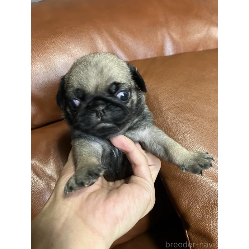 販売中の群馬県のパグ-430455の7枚目