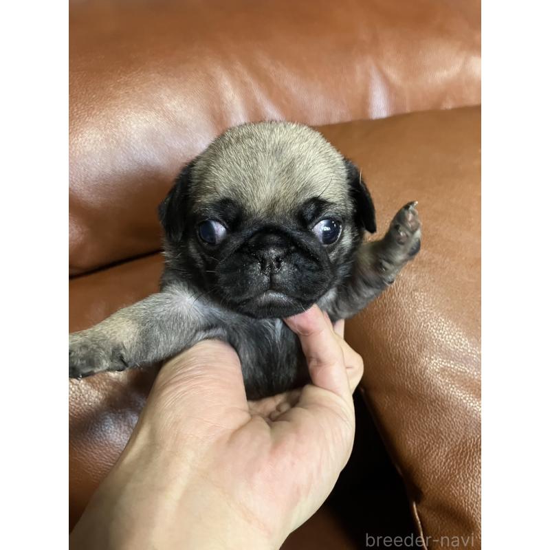 販売中の群馬県のパグ-430455の6枚目